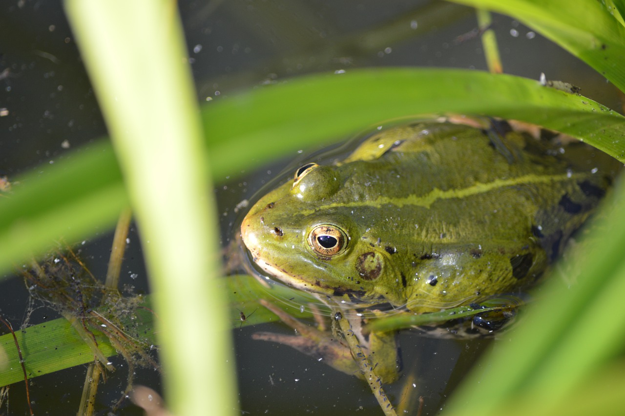 frog  water  pond free photo