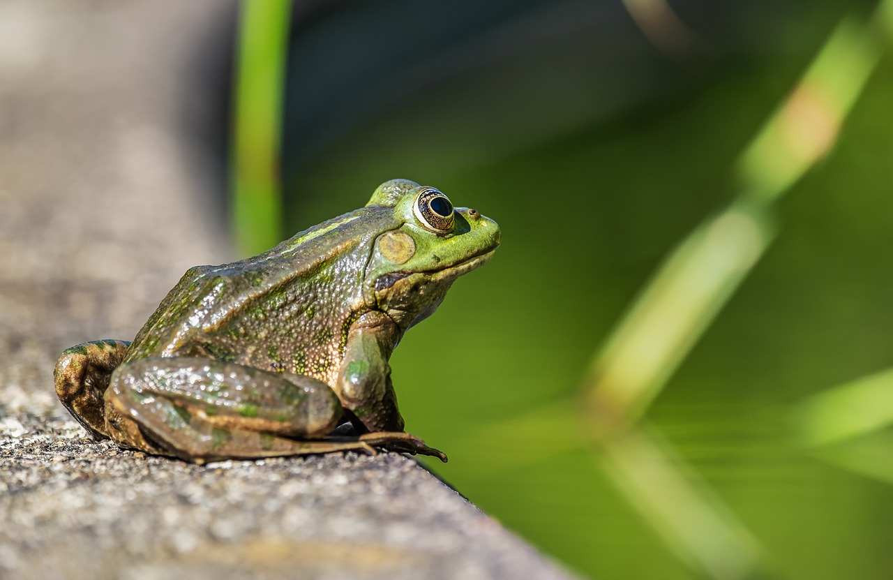 frog  water frog  amphibian free photo