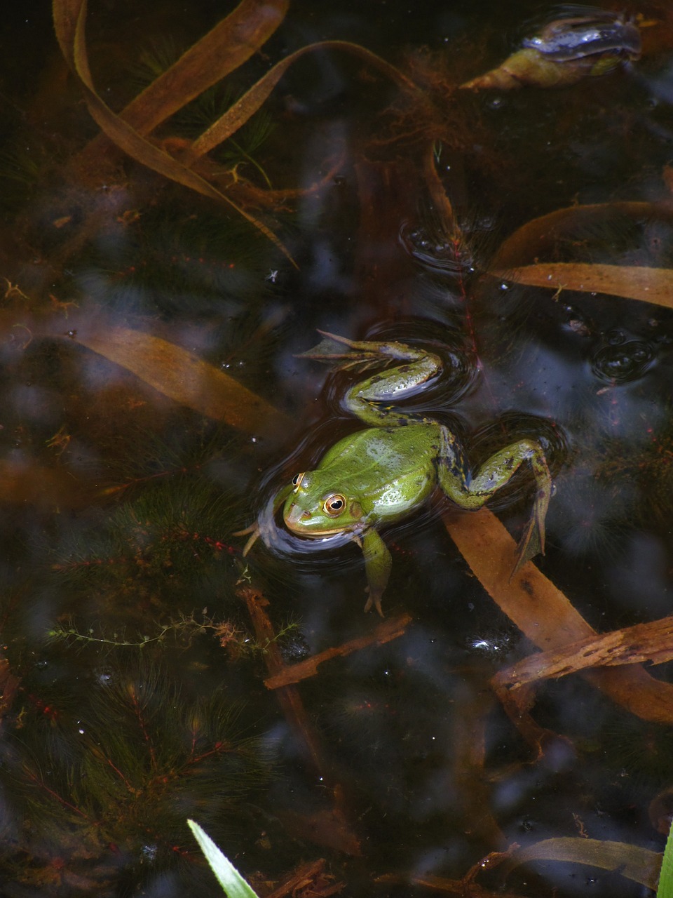 frog pond amphibian free photo