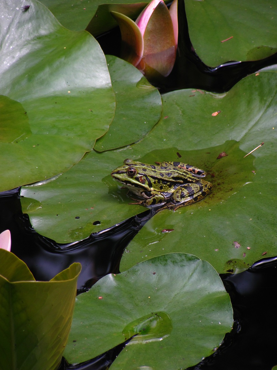 frog pond lily pad free photo