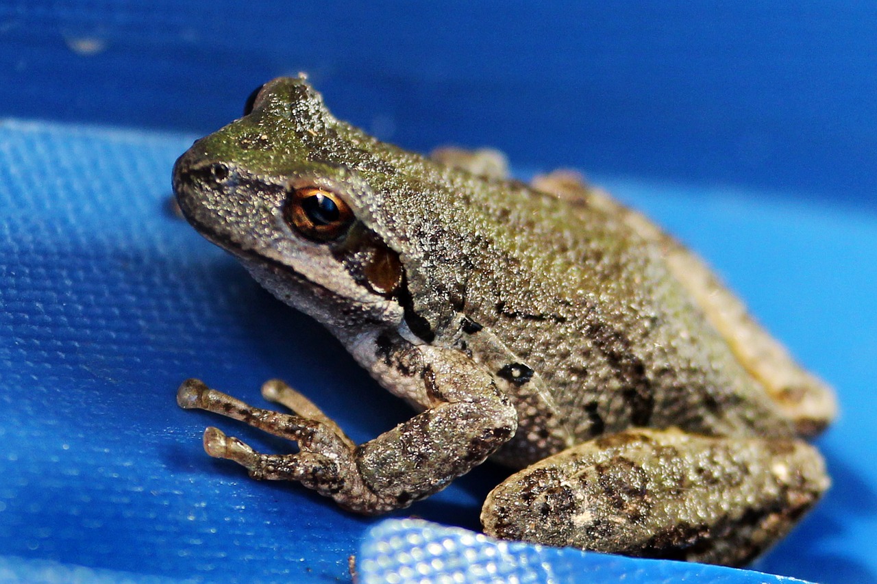 Frog,tree frog,wildlife,closeup,amphibian - free image from needpix.com