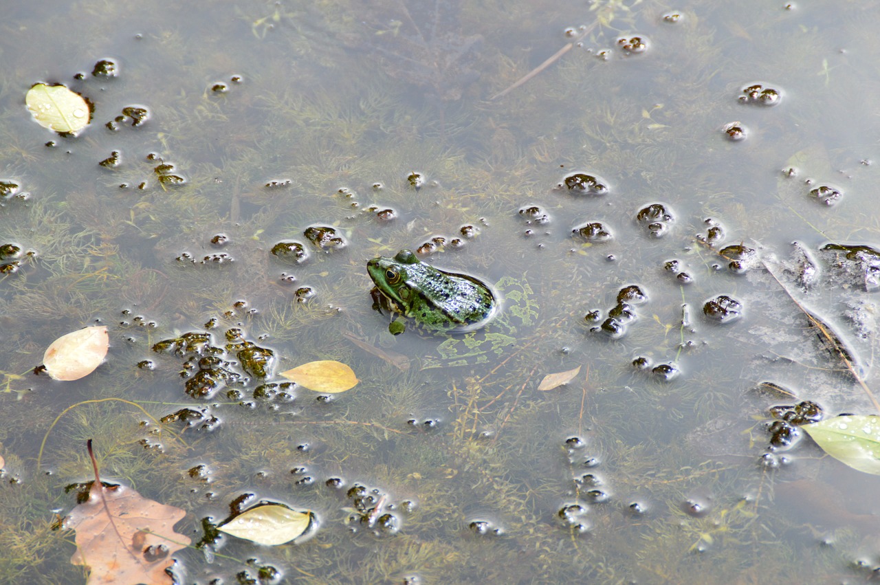 frog water pond free photo