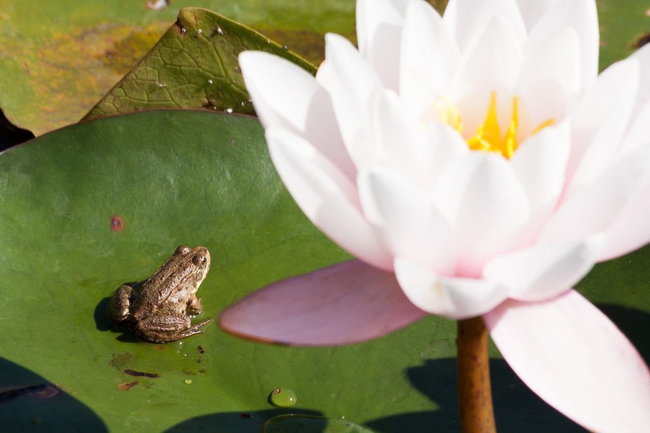 frog water lilies nymphaea free photo