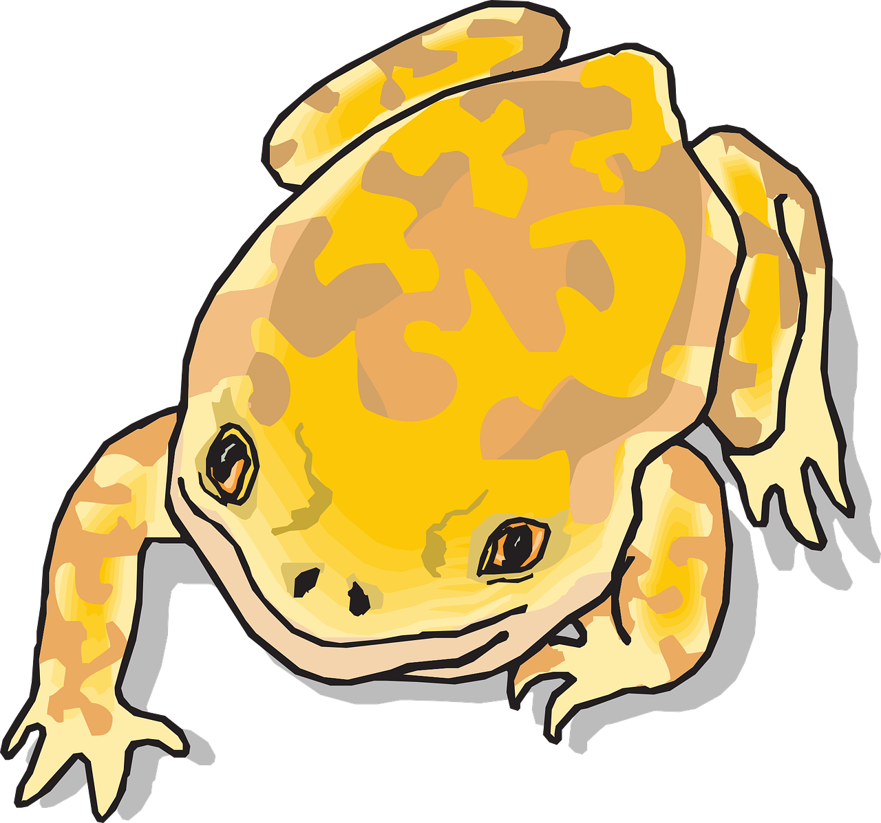 frog amphibian tropical free photo