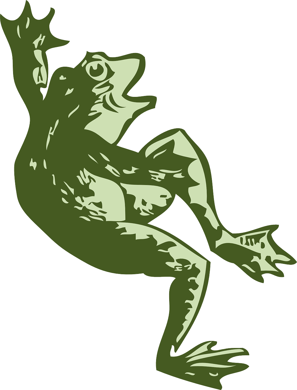 frog amphibian green free photo