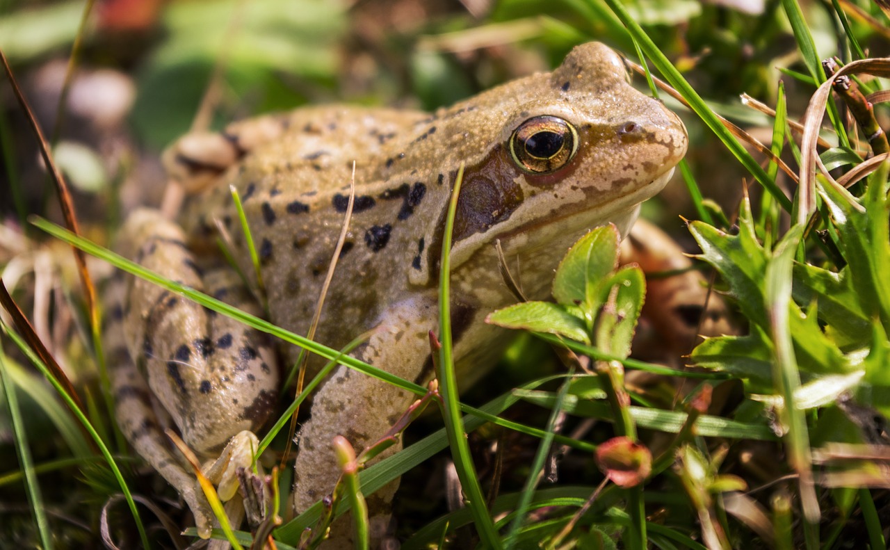 frog animal green free photo