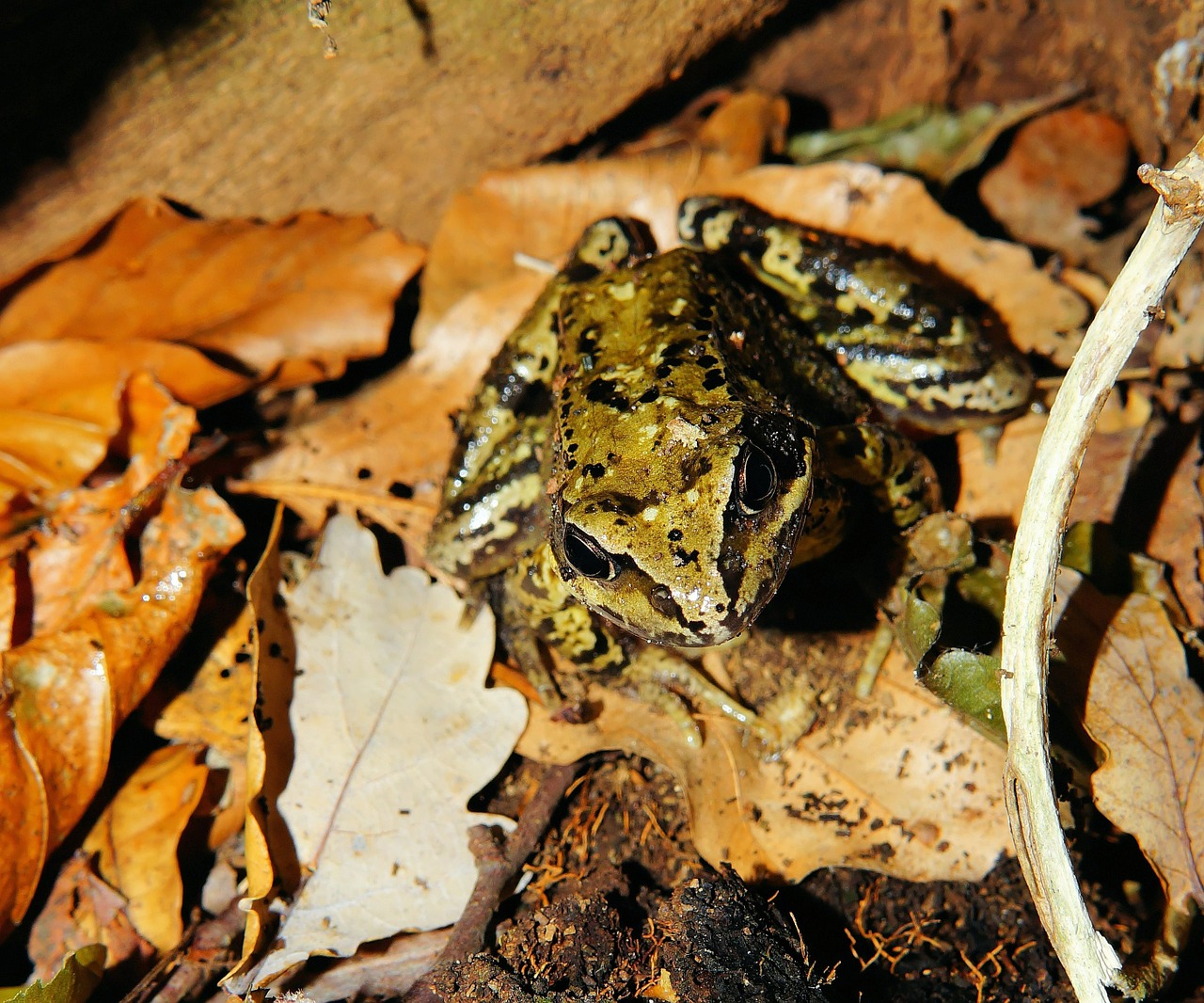 frog animal amphibian free photo