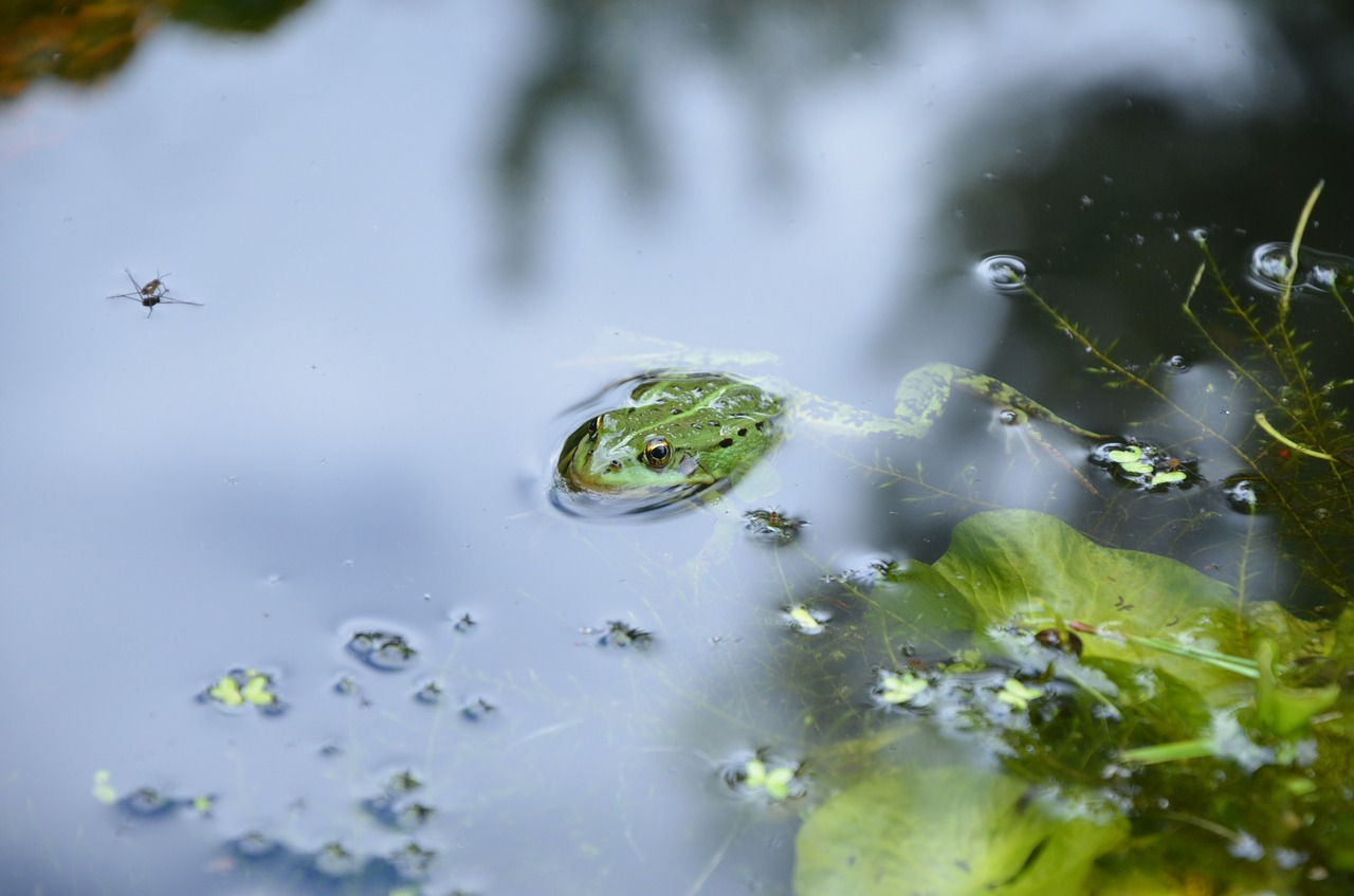 frog pond water free photo