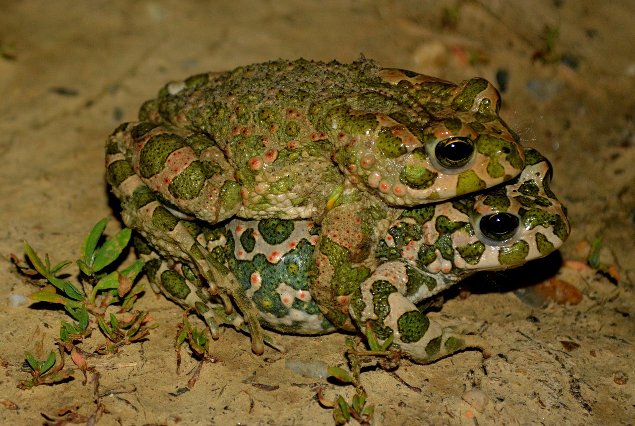 frog love green free photo