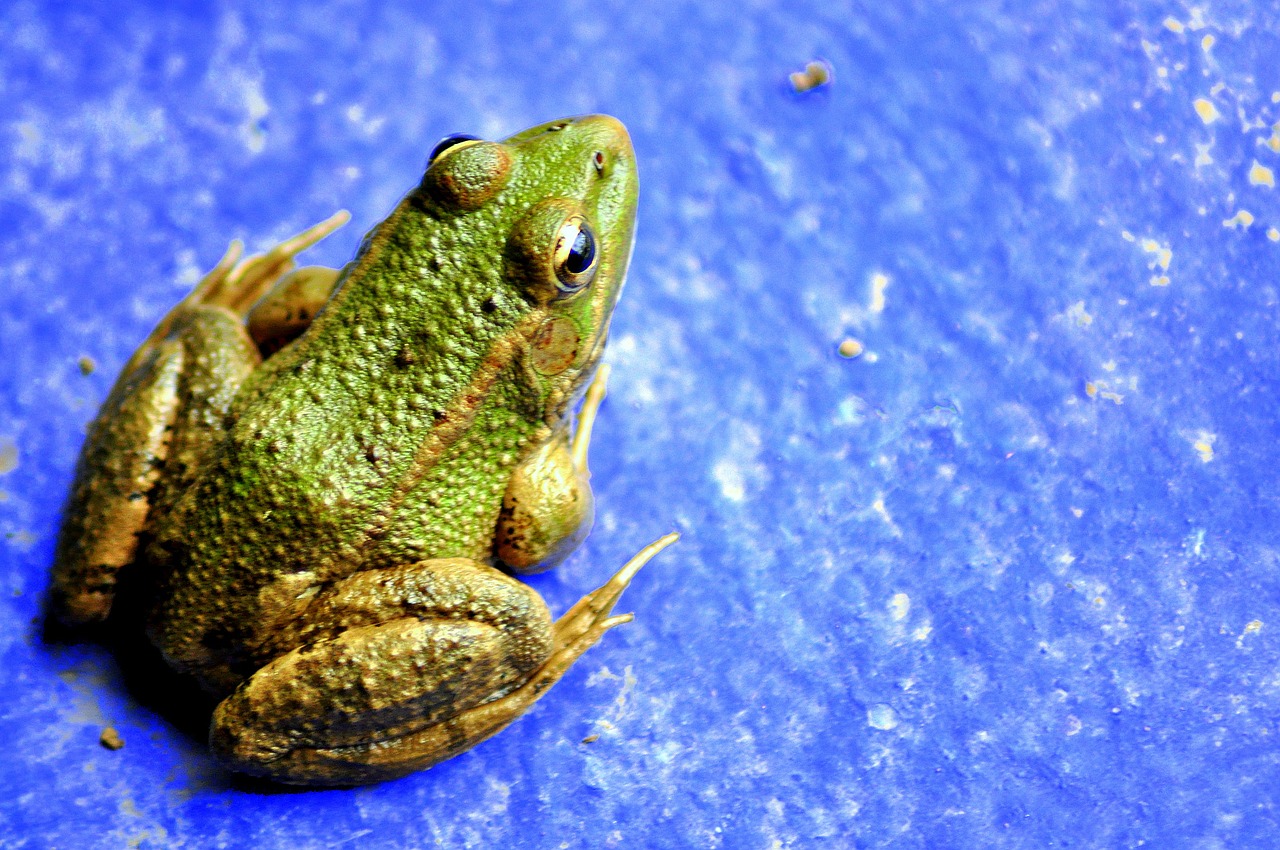 frog amphibian vivid free photo