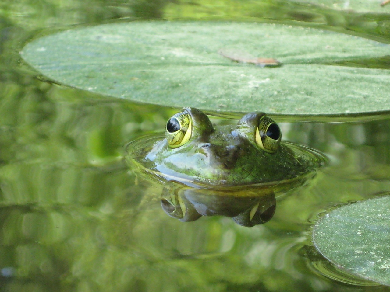 frog pond reflection free photo