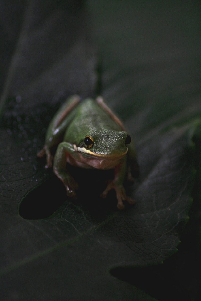 frog animal pet free photo