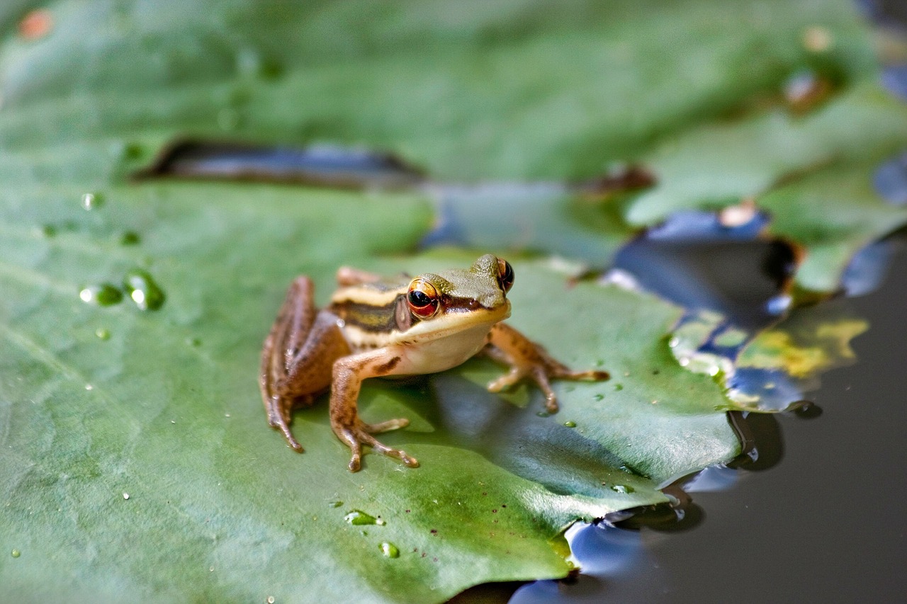 frog pond water free photo