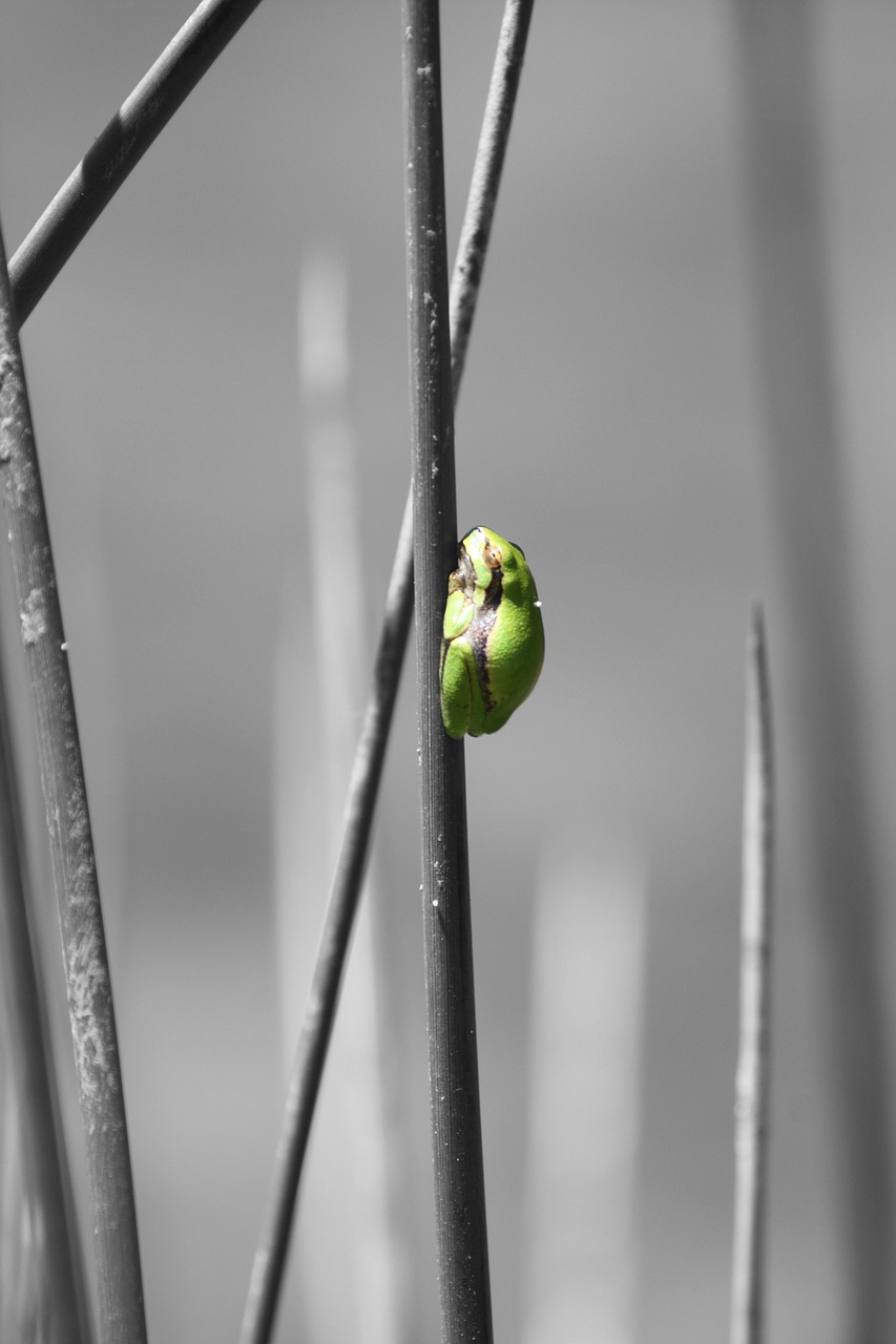 frog field reed free photo