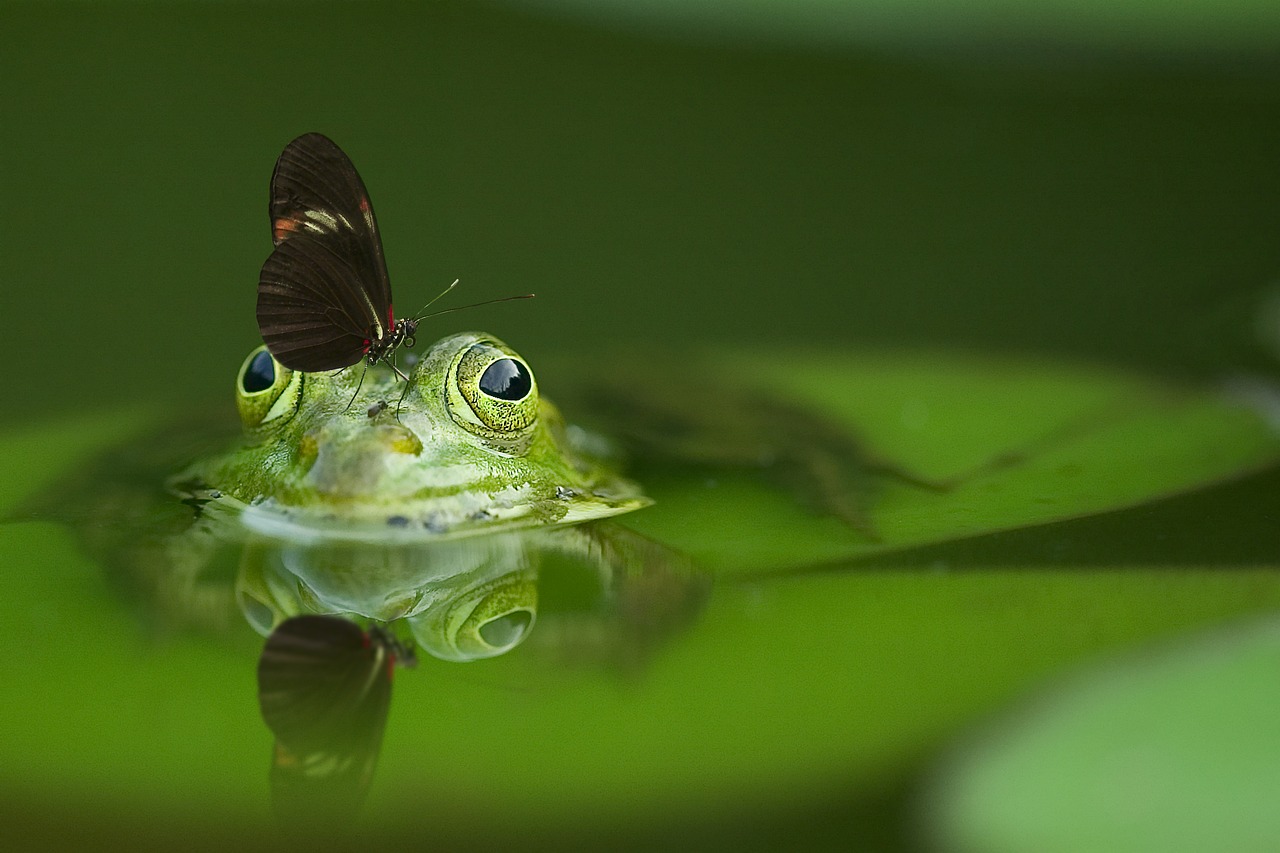 frog butterfly pond free photo
