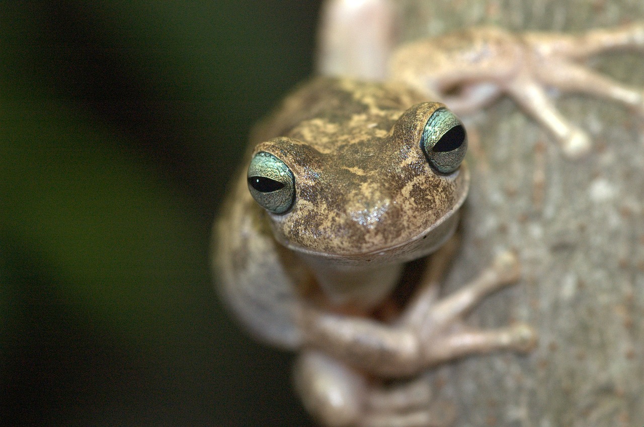 frog venezuela nature free photo