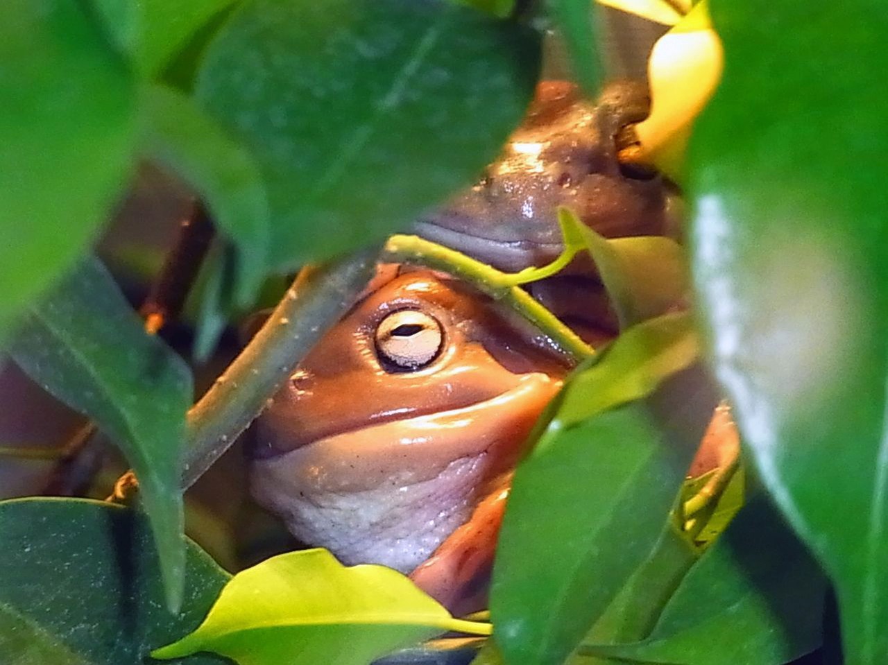frog amphibian jungle free photo
