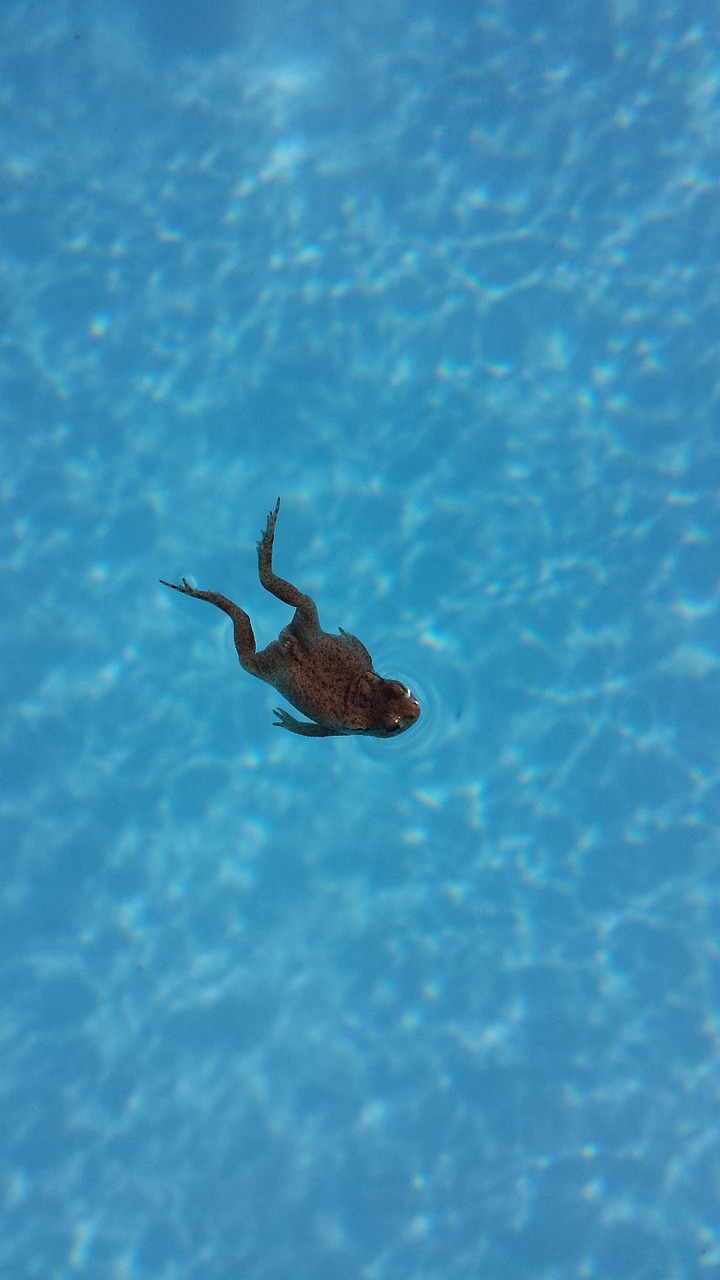 frog swimming pool swimming free photo