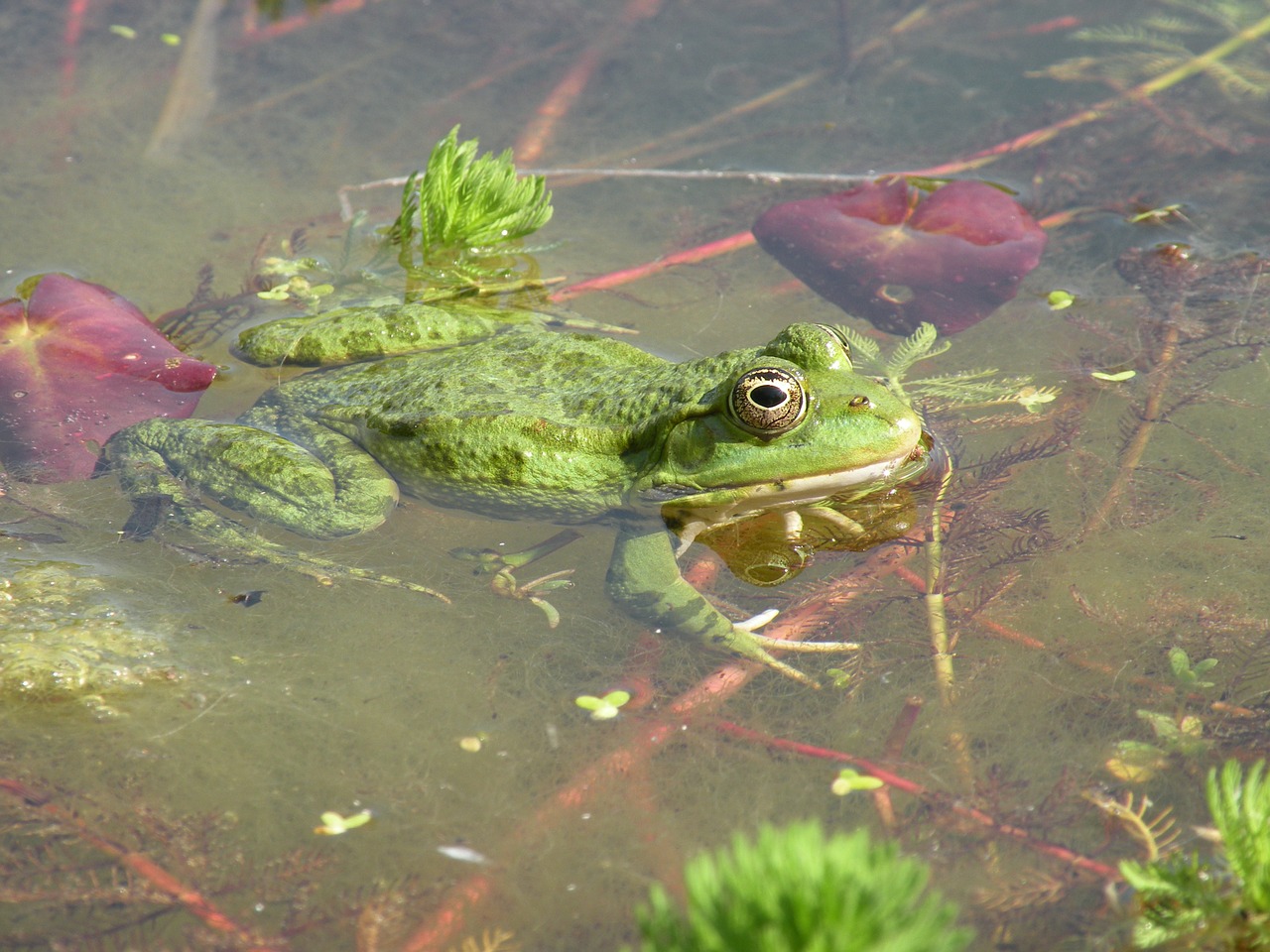 frog green nature free photo