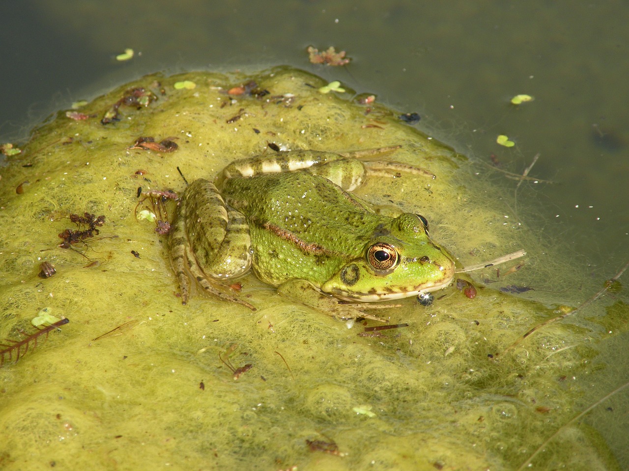 frog toad pond free photo
