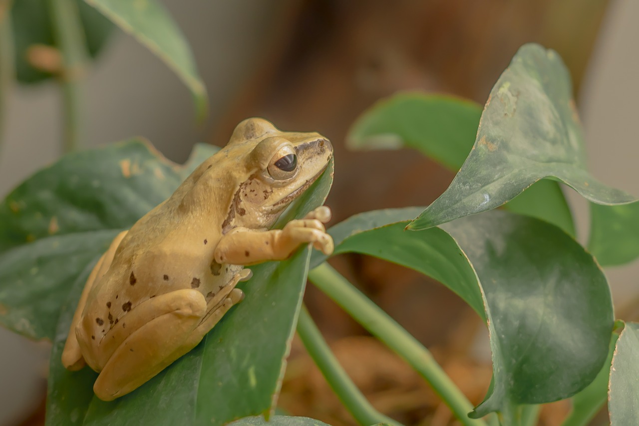 frog amphibian leaves free photo