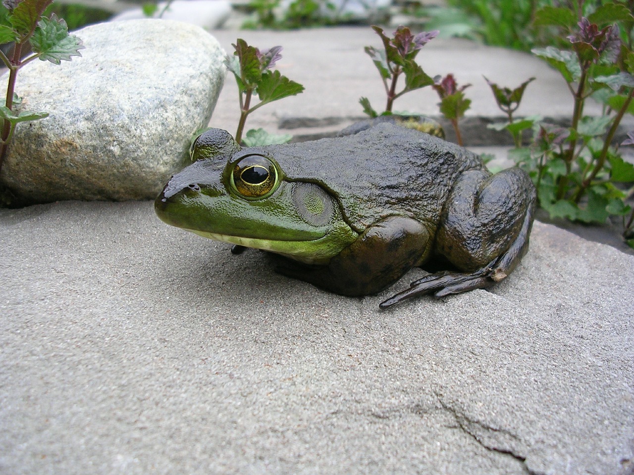 frog sitting rock free photo