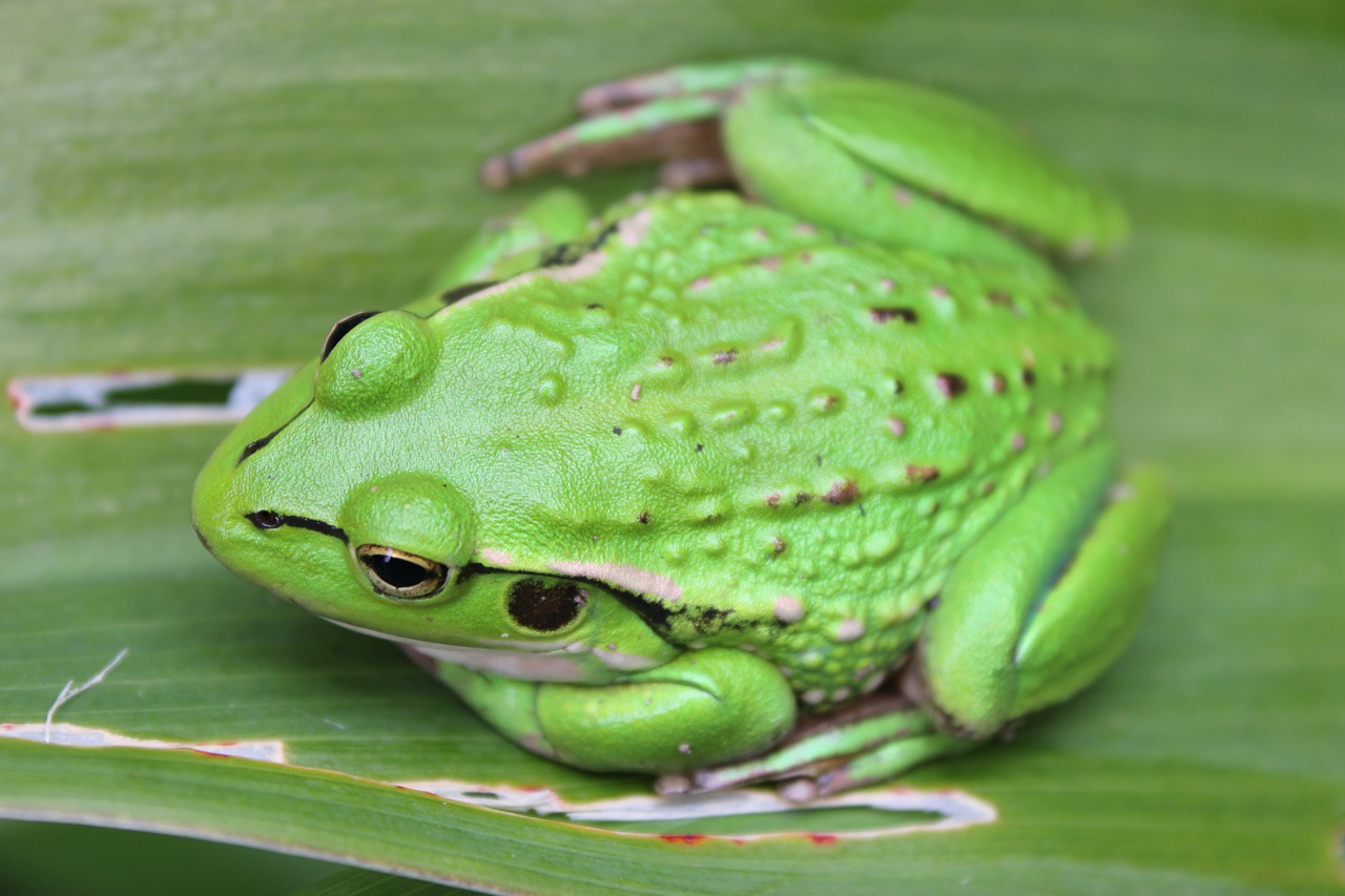 frog green frog small green frog free photo