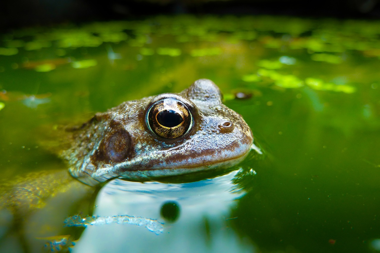 frog animal amphibian free photo