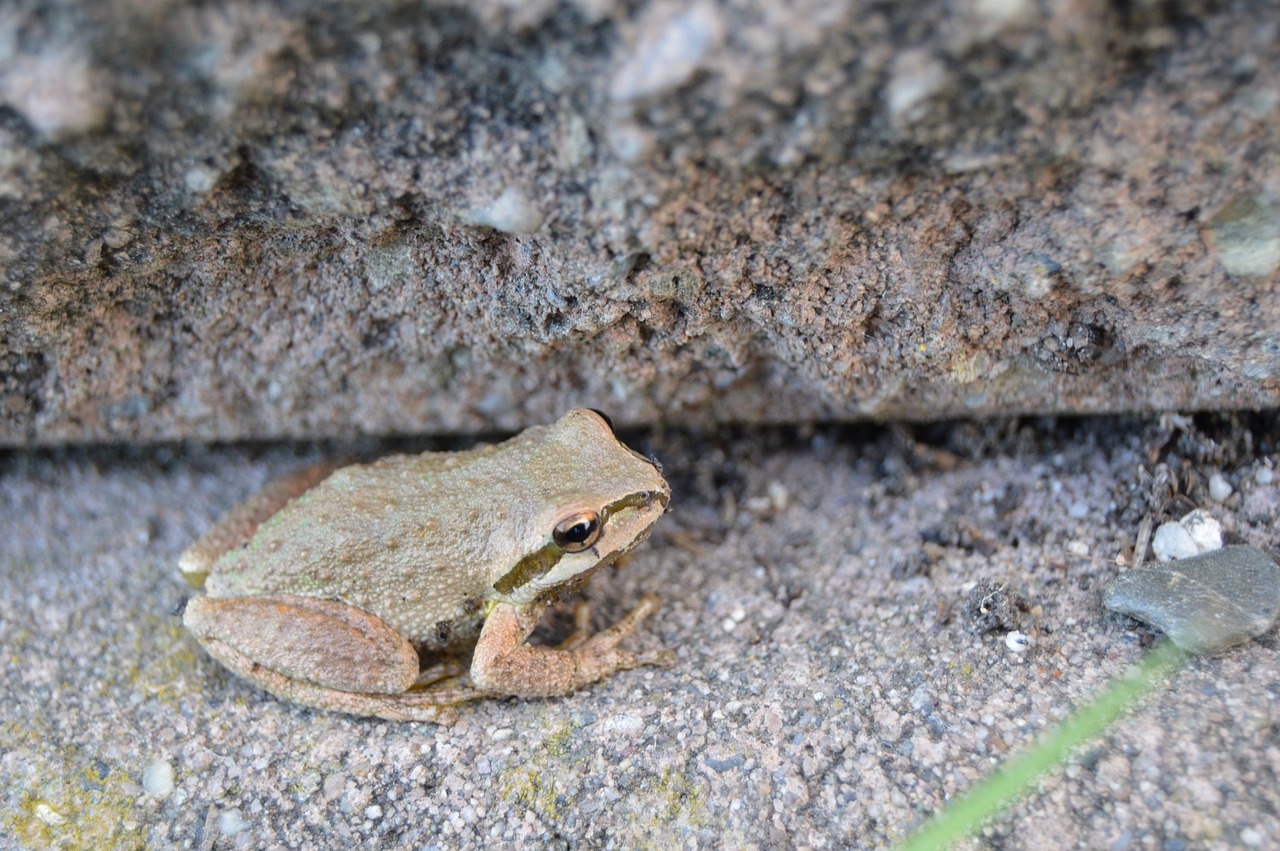 frog amphibian hop free photo