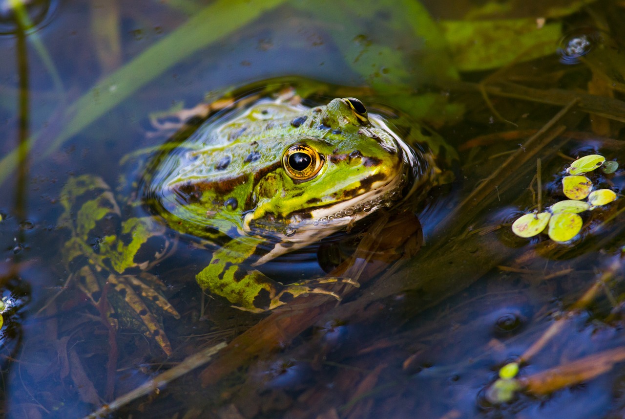 frog frog pond amphibian free photo