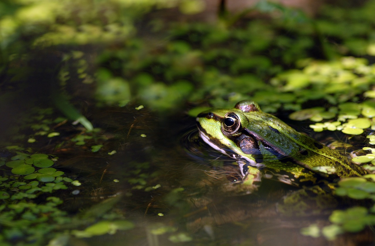 frog pond green free photo