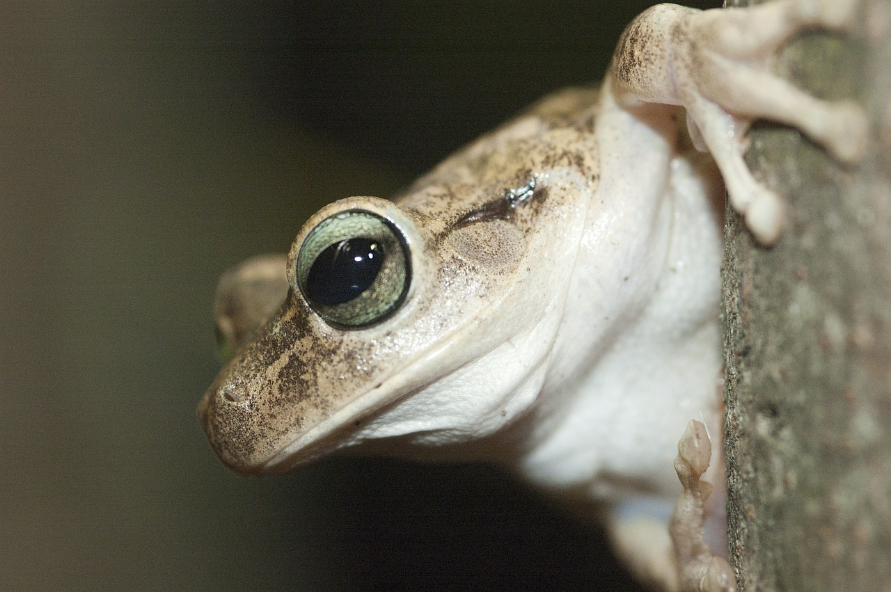 frog eye venezuela free photo