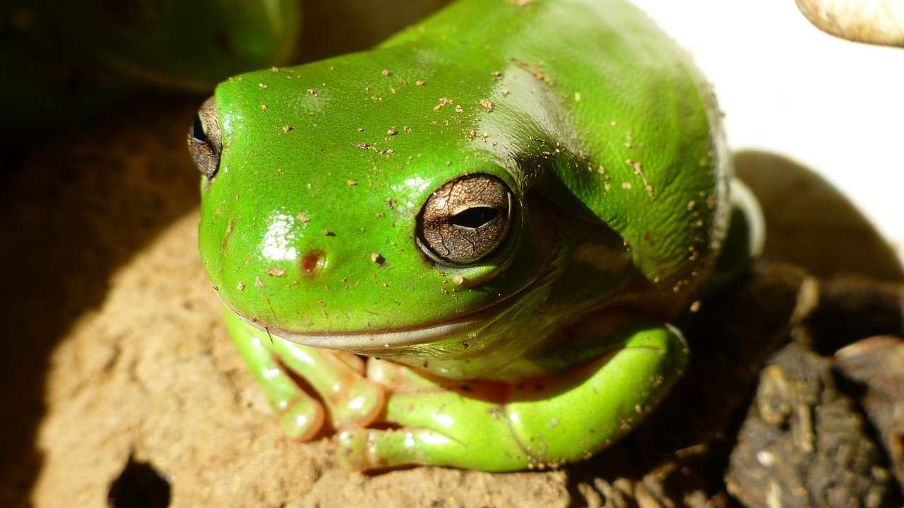 frog reptile australia free photo