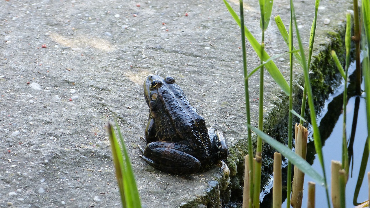 frog lake nature free photo