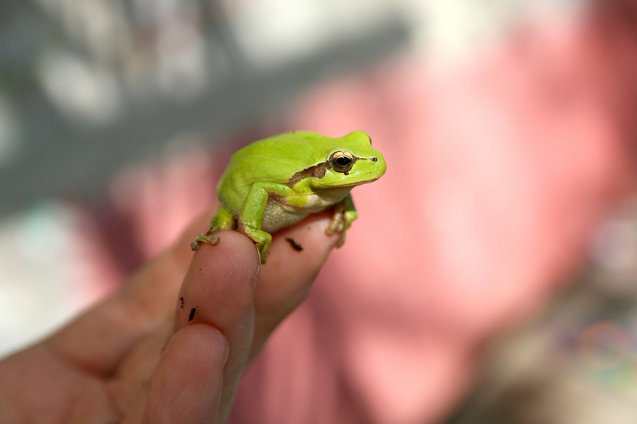 frog hand animal free photo