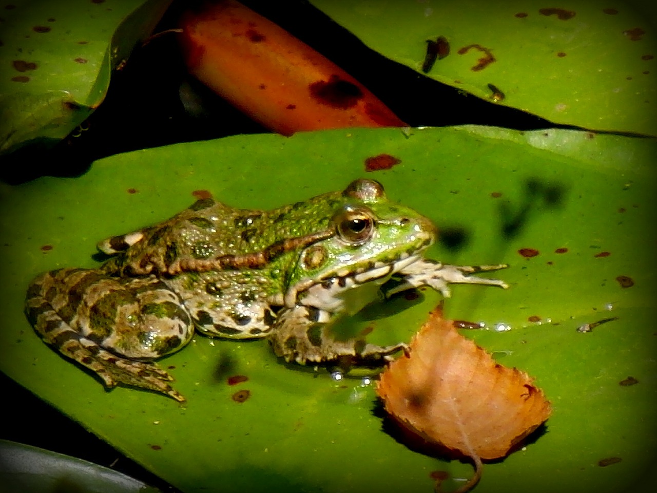 frog gerardo water lily free photo