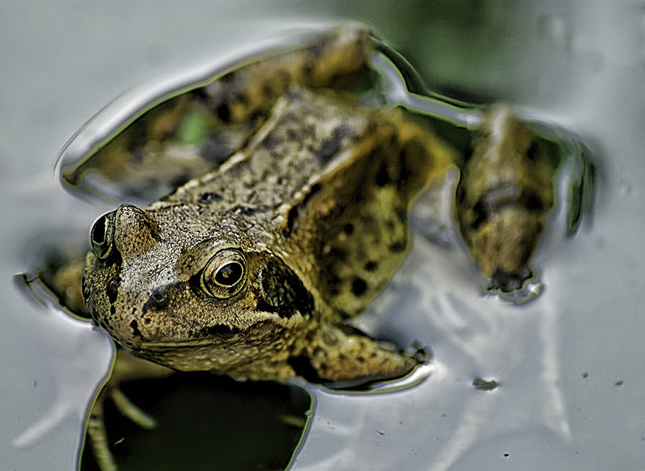 frog water animal free photo
