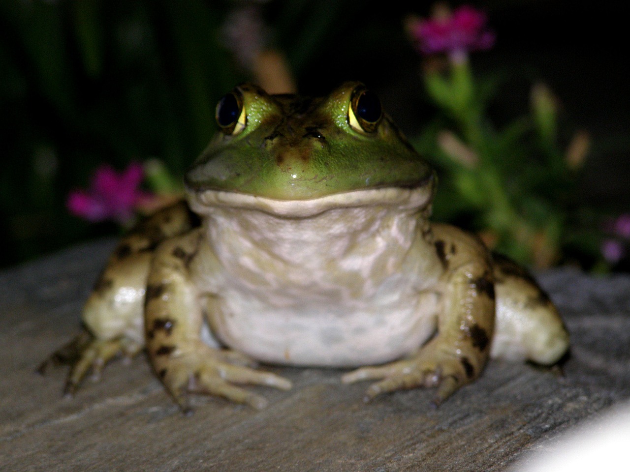 frog toad green free photo