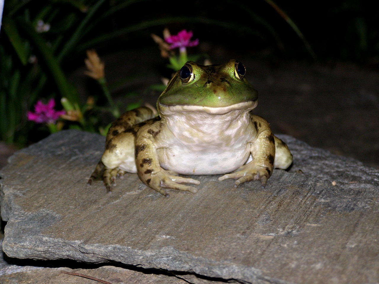 frog toad green free photo
