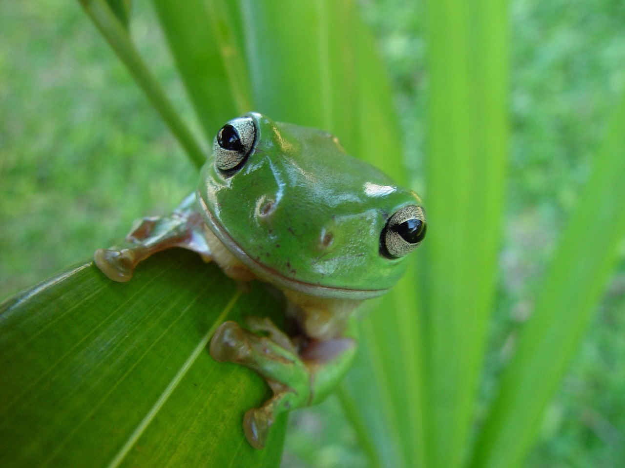 frog portrait macro free photo