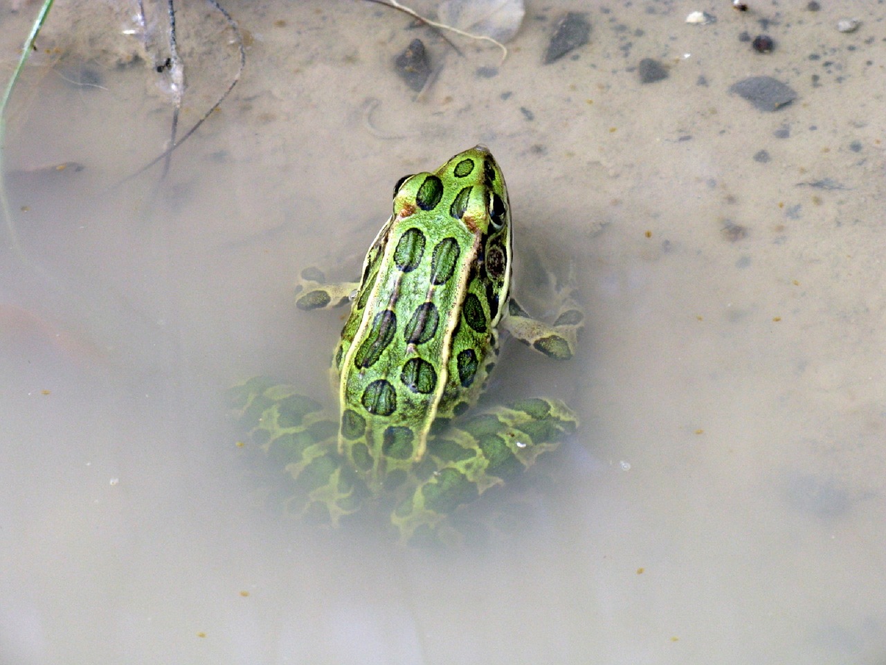frog leopard amphibian free photo