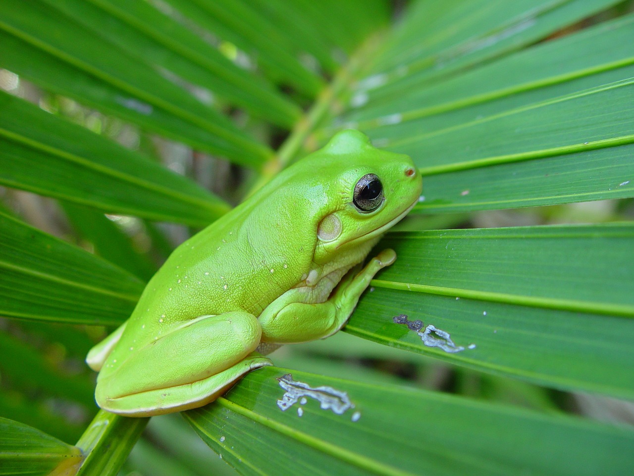 frog palm frond free photo