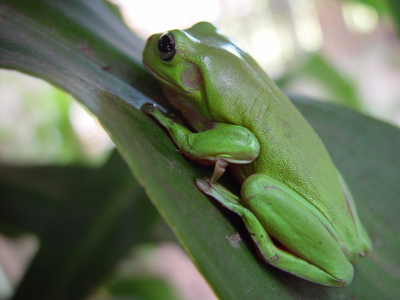 frog leaf macro free photo