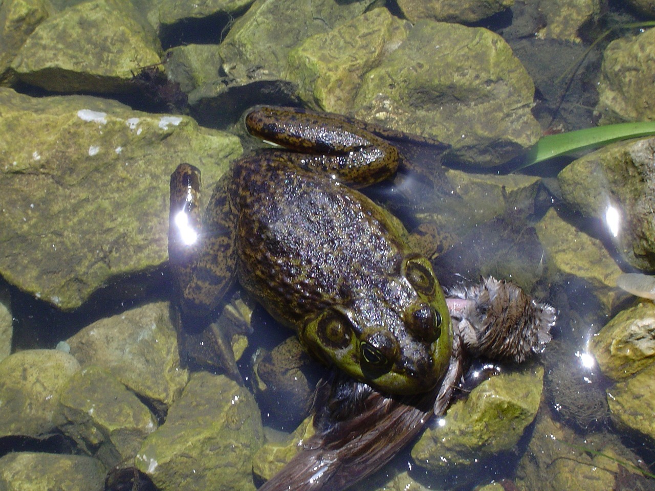 frog pond water free photo