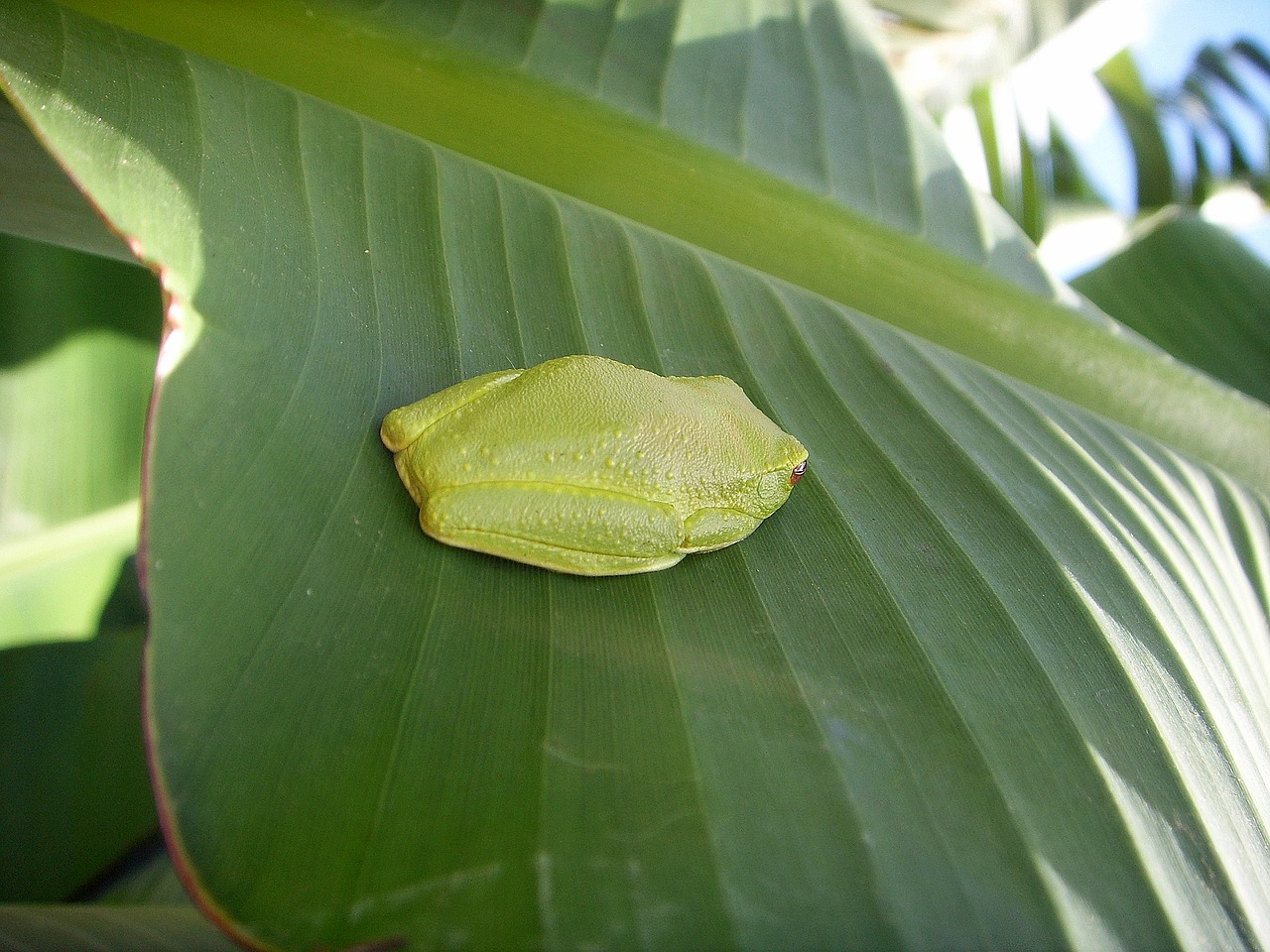 frog green toxic free photo