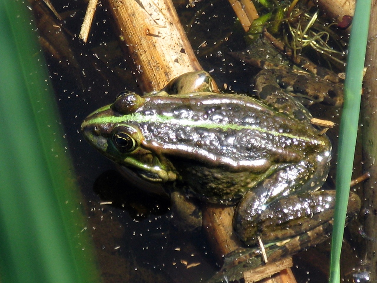 frog water pond free photo