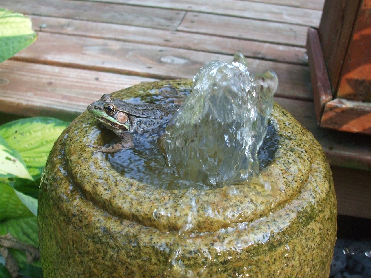 frog fountain nature free photo