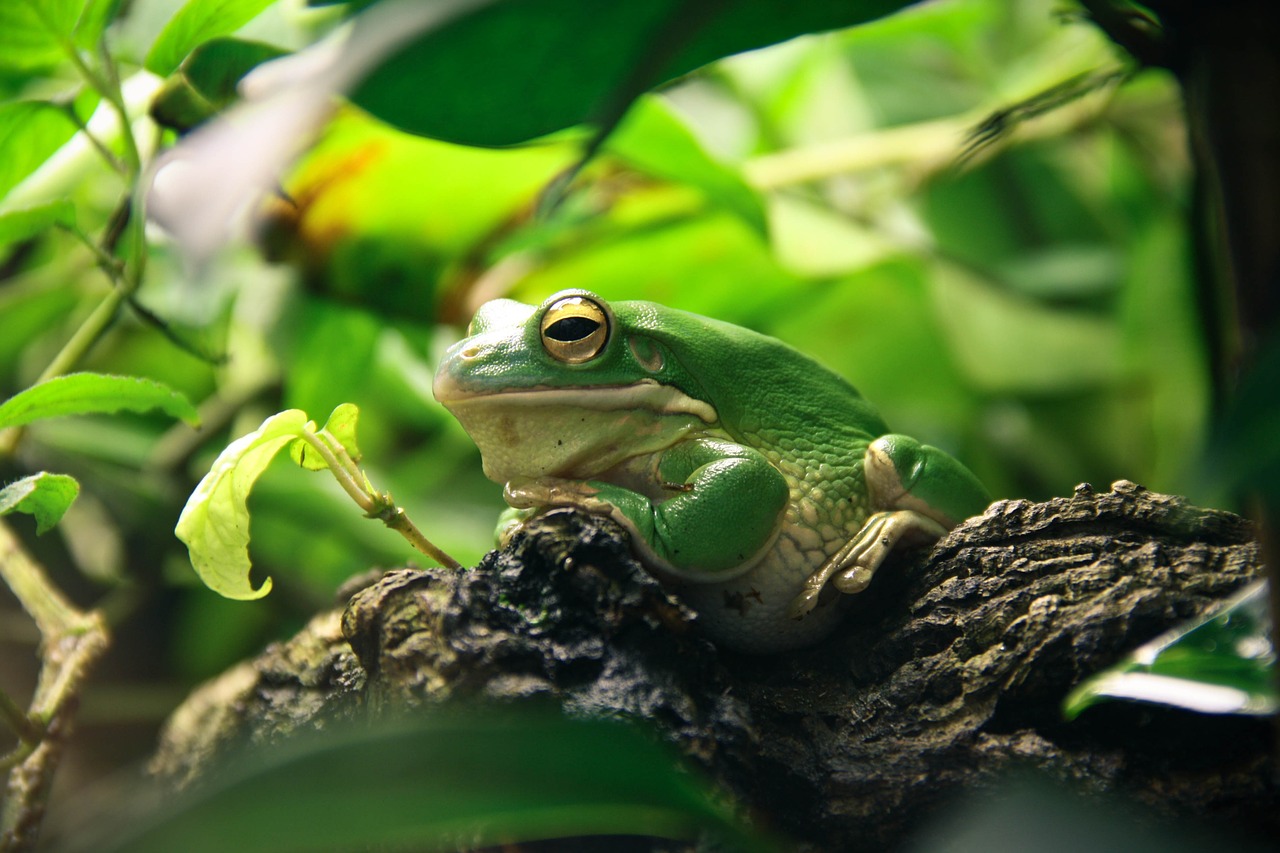 frog terrarium amphibians free photo