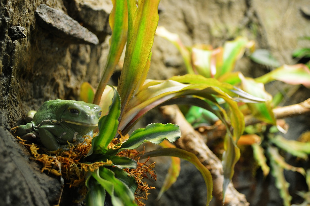 frog green nature free photo