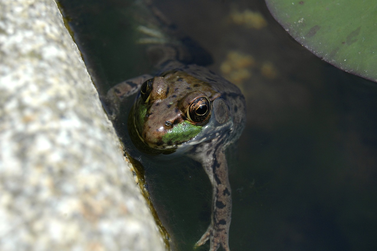 frog pond water free photo